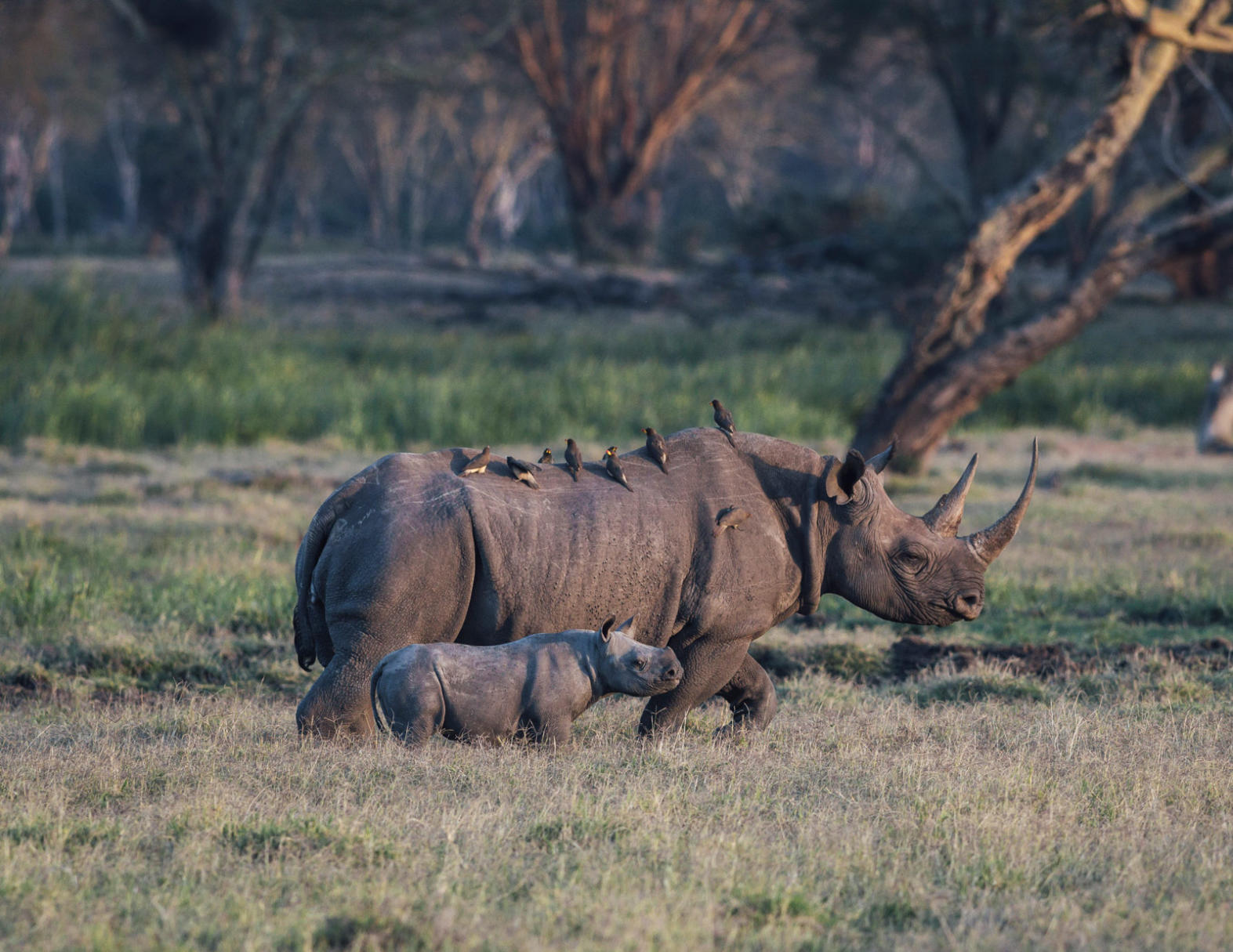 Lewa Rescued Animals Conservation – Lewa House