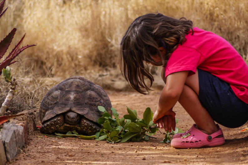 A child meeting a Leopard tortoise