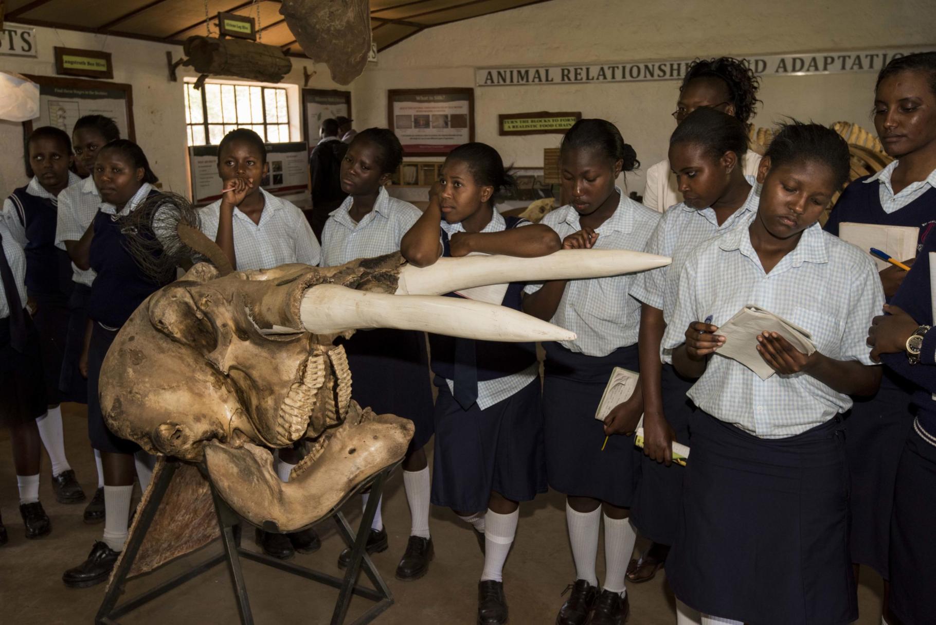 School children studying an Elephant Skull at the Lewa Education Centre