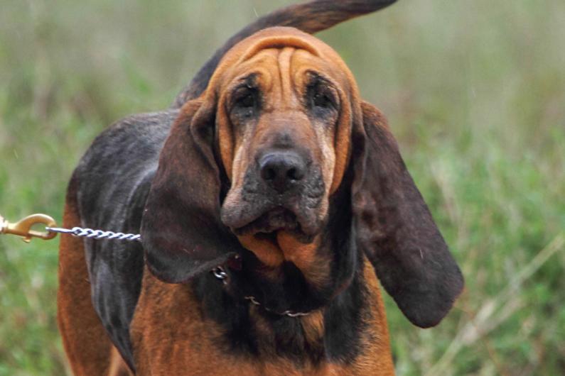 An antipoaching tracker dog in training