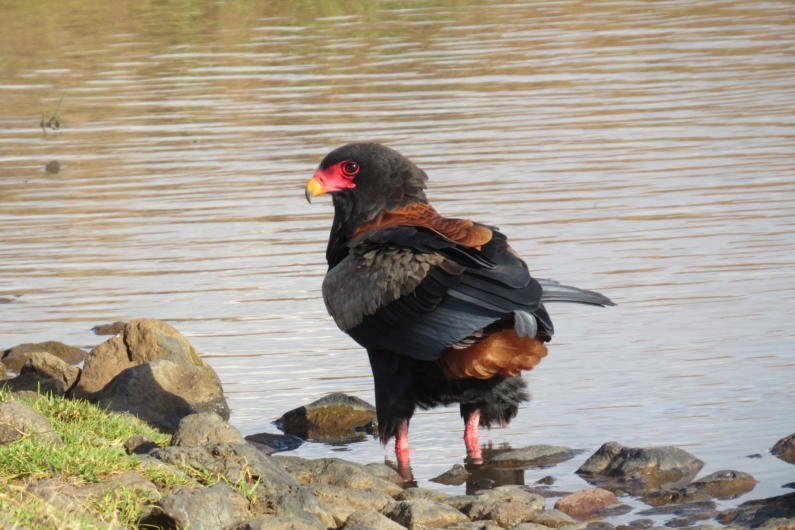 Bateleur eagle (Terathopius ecaudatus)